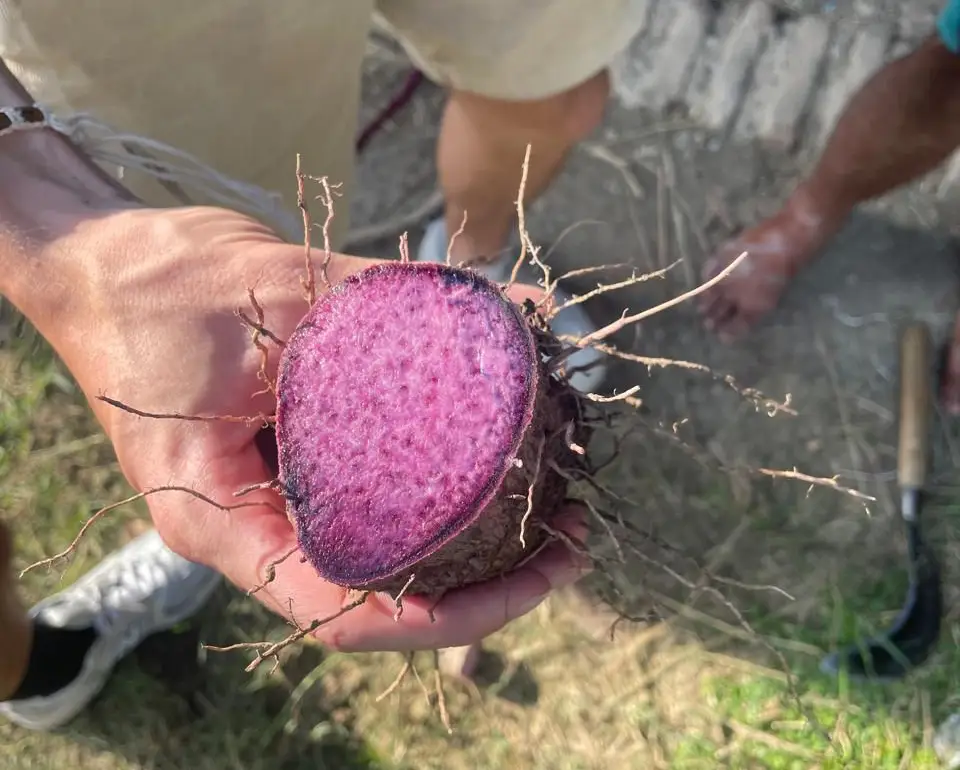 Fresh purple yam (ube) from Indonesia for export, sweet and rich in antioxidants, ideal for desserts and bakery products in global markets.